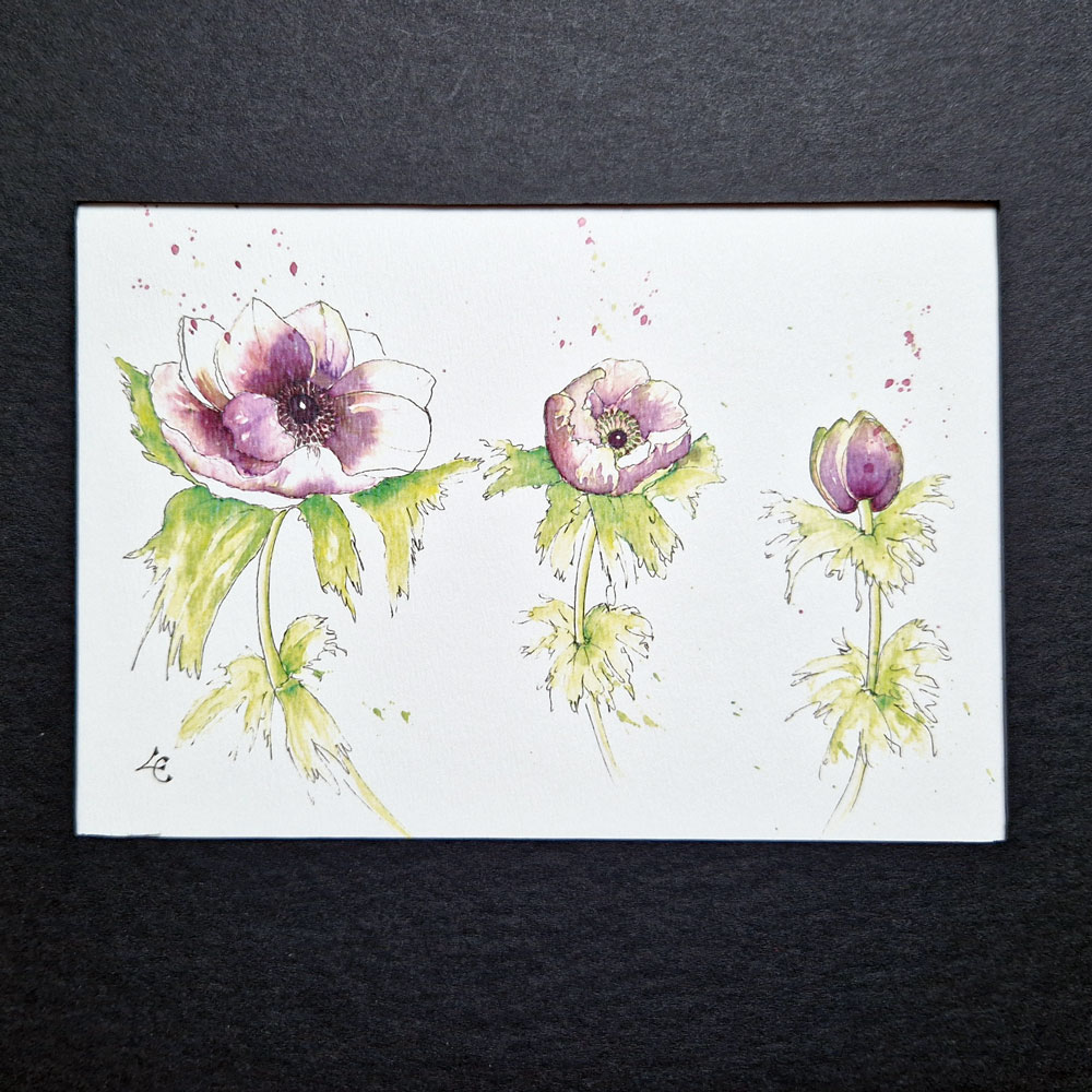 Trois Anémones violettes 2 Trois Anémones violettes – Image 2
